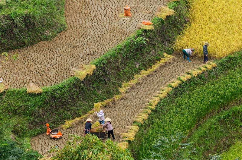 La récolte de riz à Nam Ty Hoang Su Phi Ha Giang Vietnam
