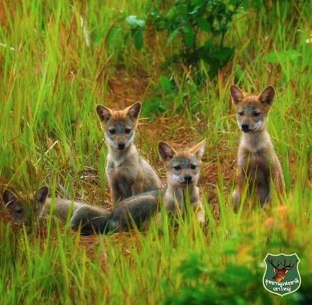 Parc National de Khao Yai : À la Rencontre de la Beauté Naturelle