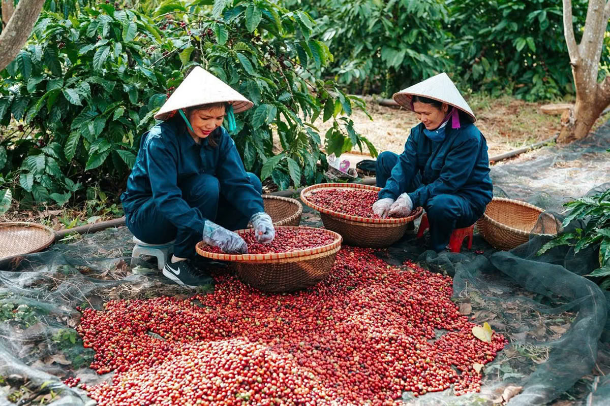 Buon Ma Thuot (Dak Lak) : que faire et que voir en 2026