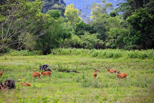 Se ressourcer au Parc national de Cat Ba