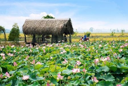 Bienvenue à la saison des lotus au Vietnam !