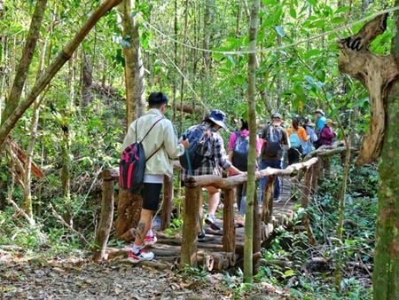 Top 4 des treks incontournables dans la forêt de Phu Quoc