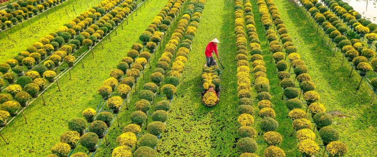 Le village des fleurs de Sa Đéc resplendit à l’approche du Têt