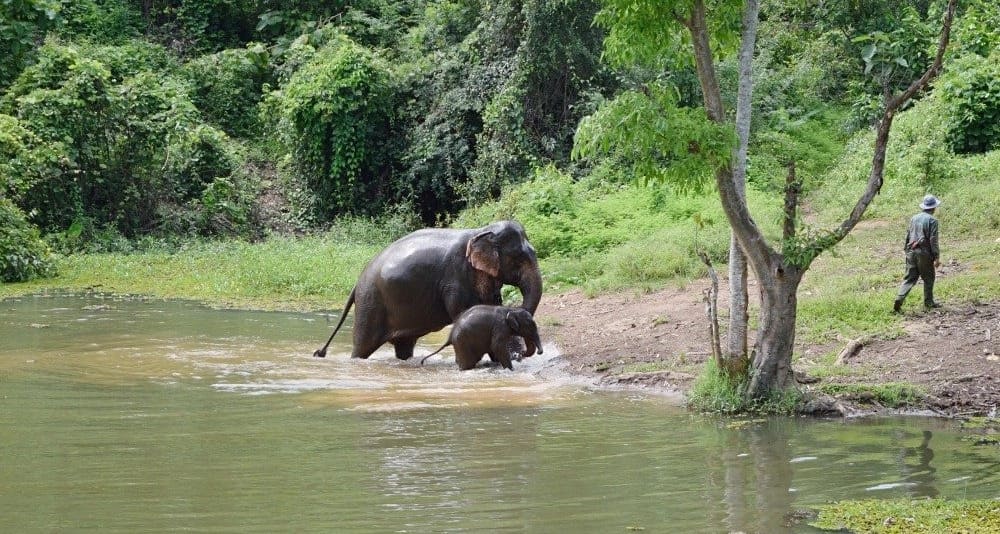 Où voir léléphant, lâme de la culture laotienne ?