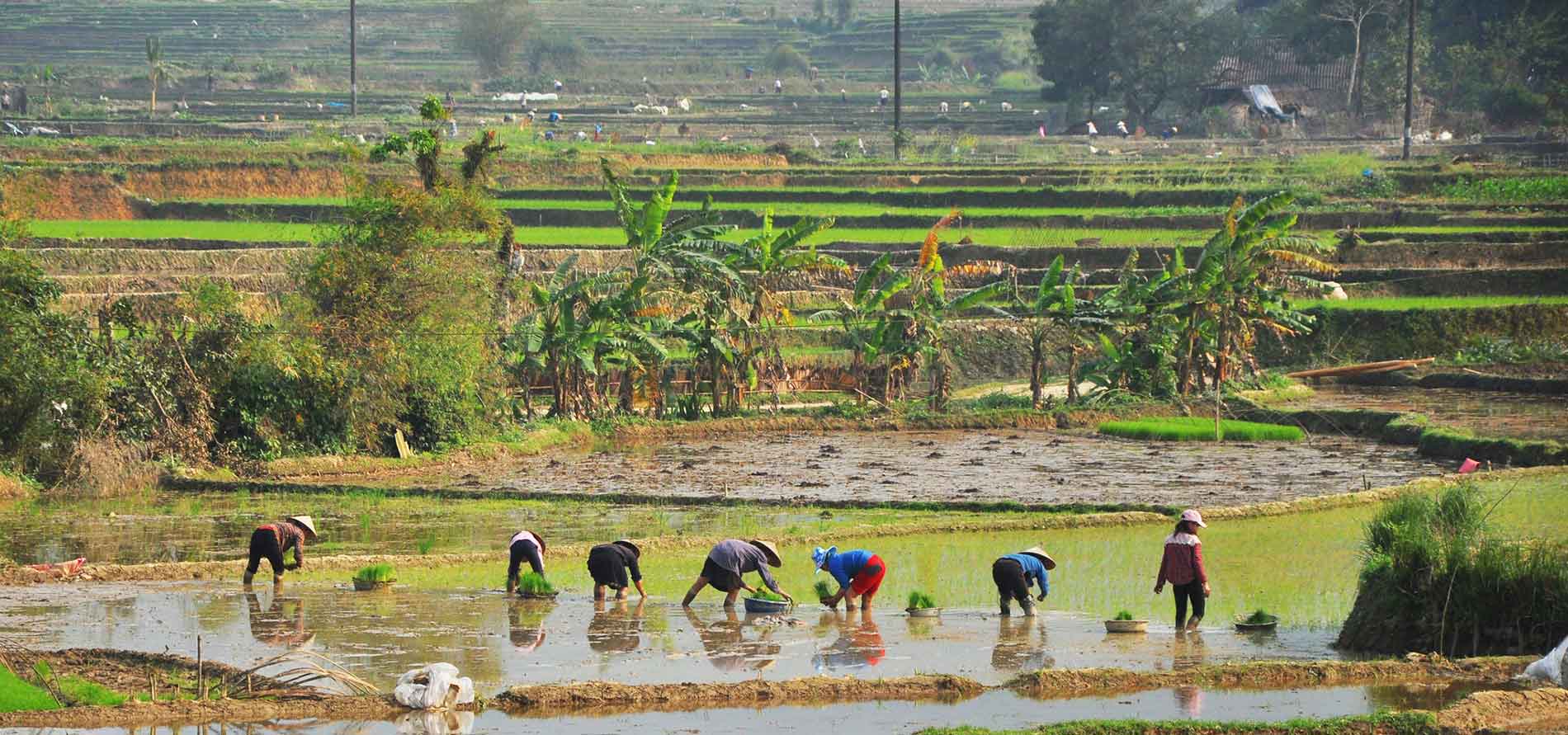 Le riz vietnamien, bien plus quun aliment