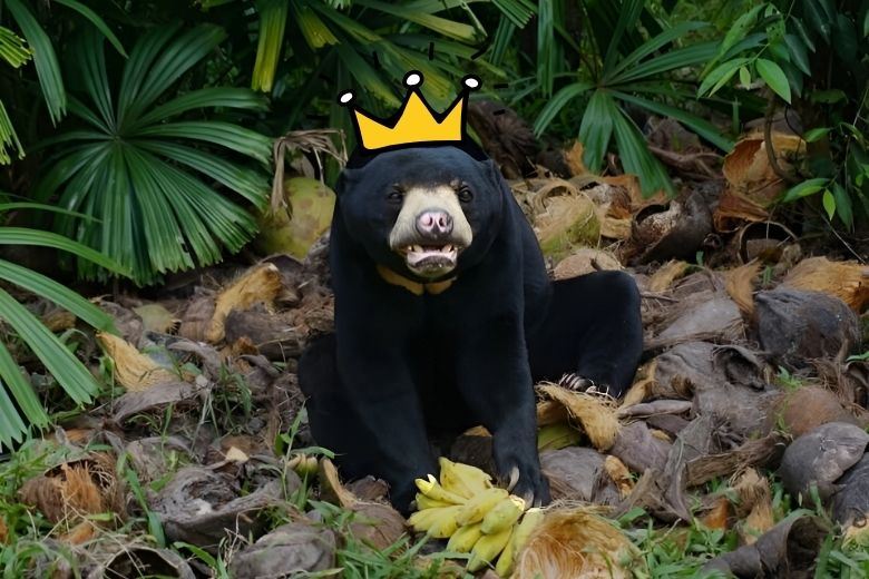 Chaîne des Cardamomes: le secret le mieux gardé du Cambodge?