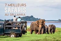 Les 7 meilleurs safaris au Sri Lanka pour découvrir la vie sauvage