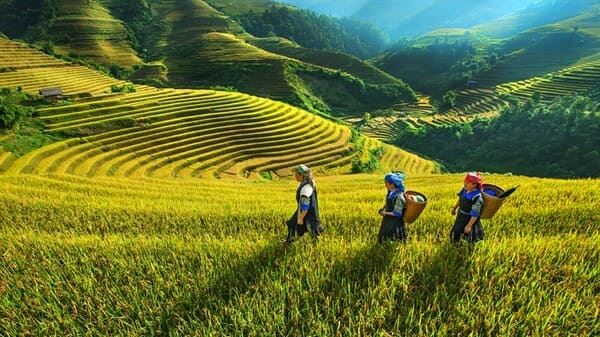 Sapa Vietnam, tout savoir en 8 questions essentielles pour un voyage réussi