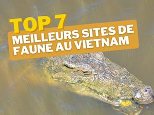 Les 7 meilleurs lieux dobservation de la faune au Vietnam