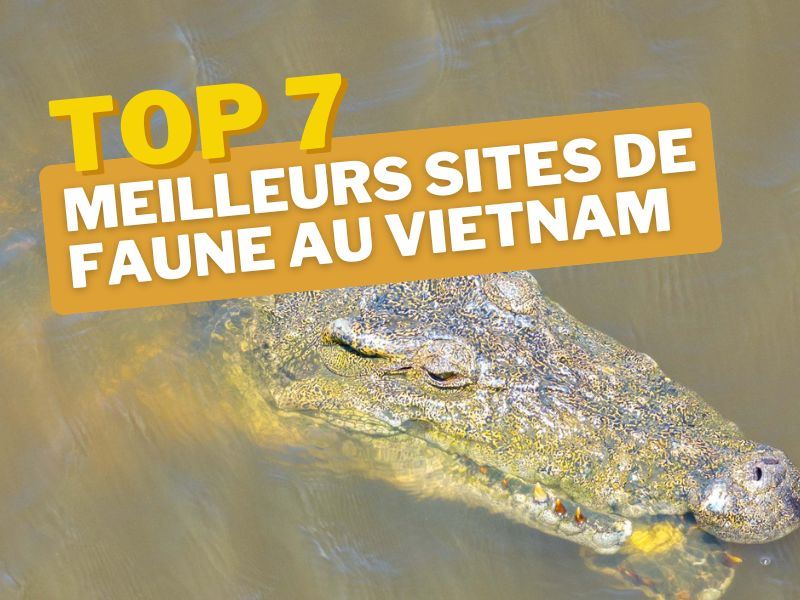 Les 7 meilleurs lieux dobservation de la faune au Vietnam