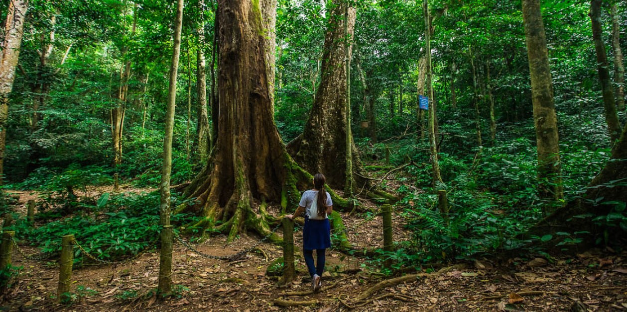 Visiter le parc national de Cuc Phuong: Guide COMPLET 2025