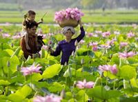 Lotus Vietnam : entre symbole et vie quotidienne