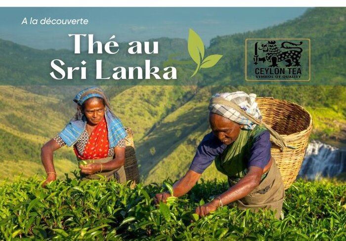 Thé au Sri Lanka: Ce qui le rend mondialement renommé ?