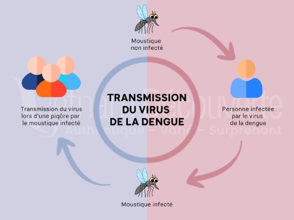 Dengue au Vietnam : Prévisions du CDC et Conseils de Prévention