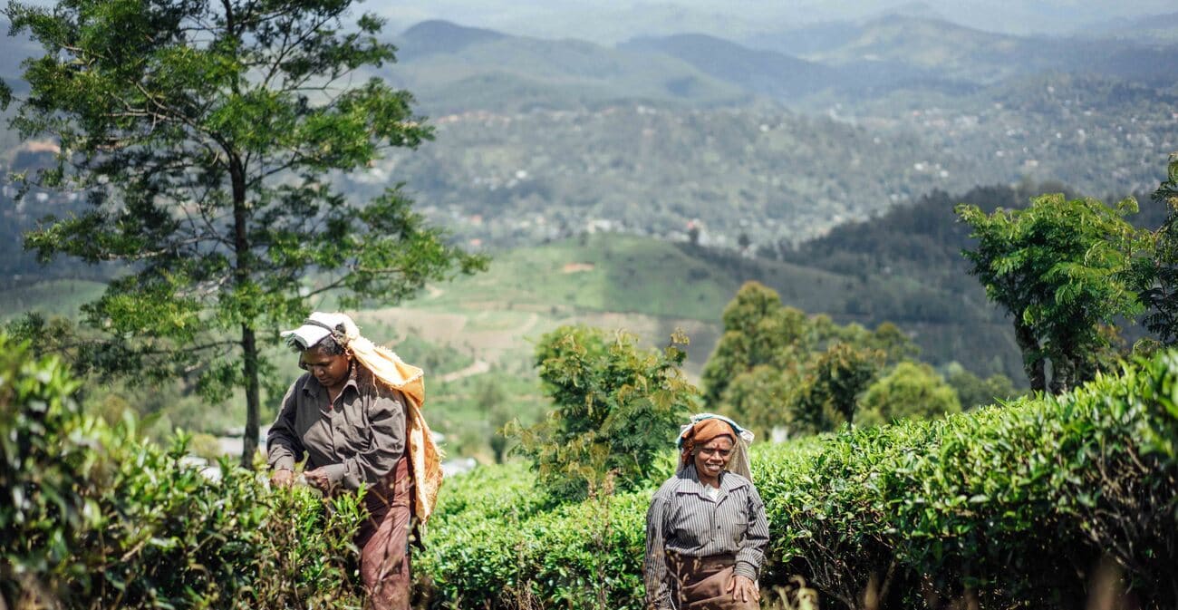 Thé au Sri Lanka: Ce qui le rend mondialement renommé ?