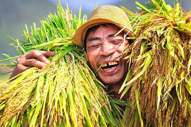 Le riz vietnamien, bien plus quun aliment