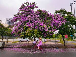 [Photos] Les fleurs de Lagerstroemia teintent de violet les rues de Hanoï