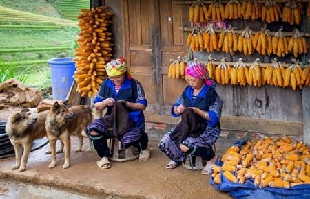 Ethnie Hmong : Harmonie entre nature et culture dans lart de vivre