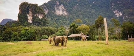 Où observer les éléphants en Thaïlande de manière éthique et responsable ?