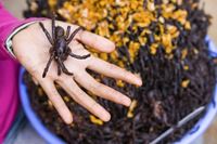 Insectes au Cambodge : curiosité culinaire ou expérience à tenter ?