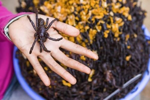 Insectes au Cambodge : curiosité culinaire ou expérience à tenter ?