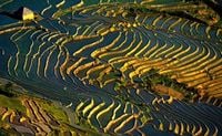 [Photos] La Saison de Mise en Eau des Rizières dans le Nord du Vietnam!