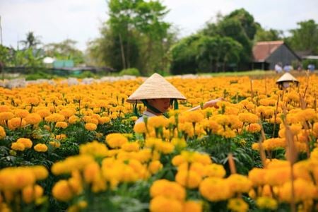 Vietnam en janvier – Que visiter à lapproche du Nouvel An lunaire ?