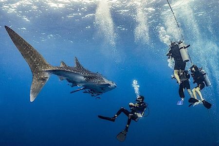 Plongée en Thaïlande: 10 Paradis Sous-Marins à ajouter sur votre liste !