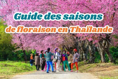 Guide des saisons de floraison en Thaïlande