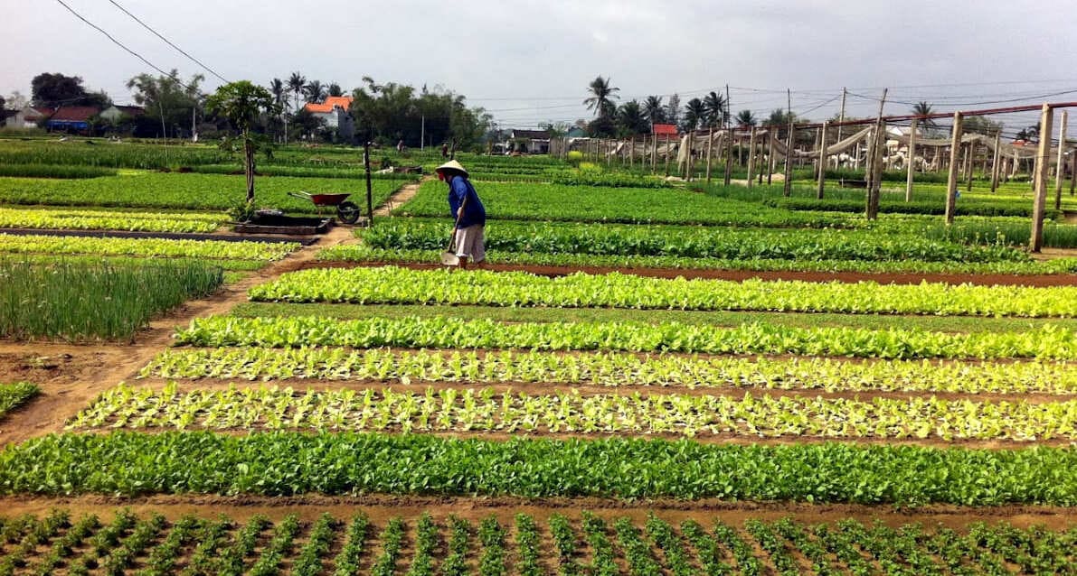 Trà Quế, le village de légumes à Hội An pour une parenthèse verte