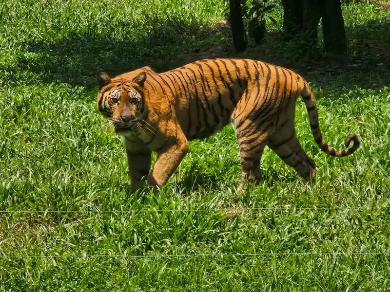 Vinpearl Safari Phu Quoc : le guide pour décider en 2026-2027