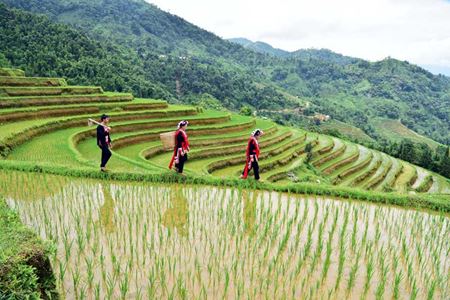 Top 5 des meilleurs endroits pour le trekking au Vietnam