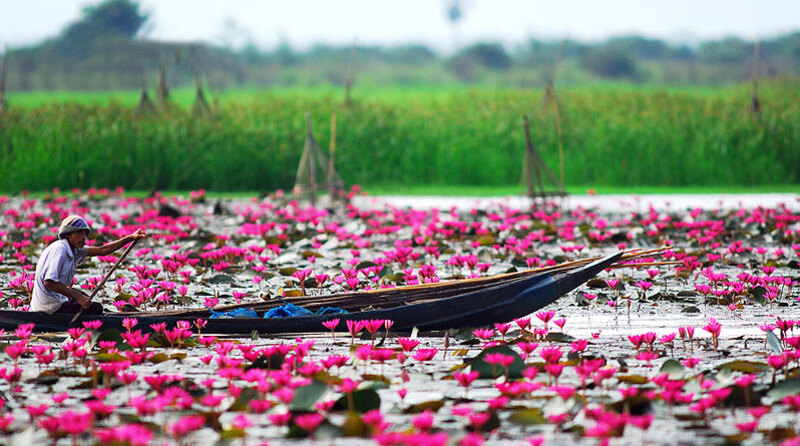 Thailande, Nakhon Sawan, Lotus rouge