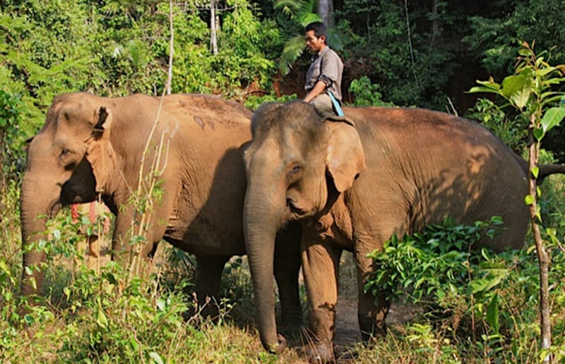 Découvrir un sanctuaire d’éléphant : « Elephant Valley Project »