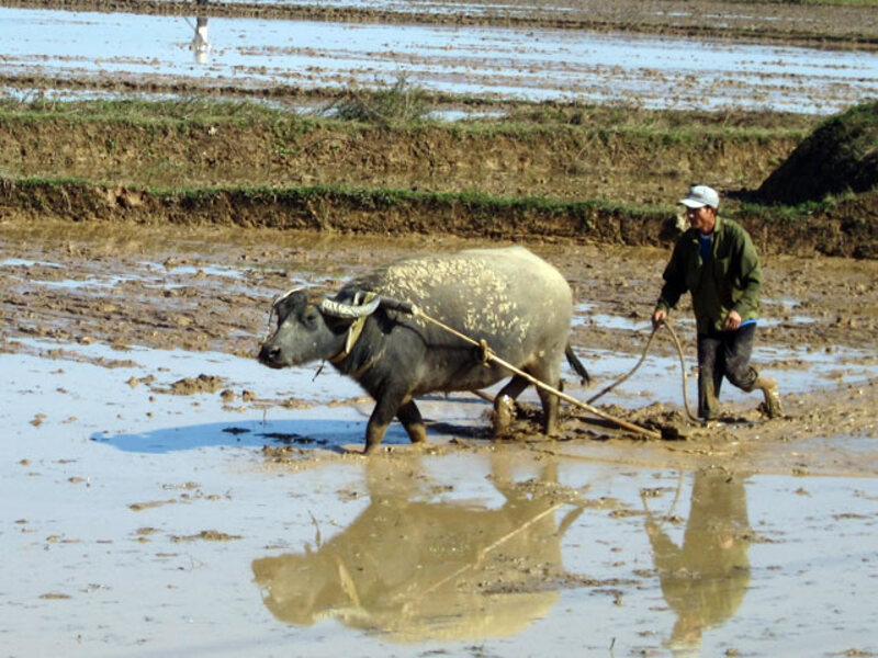 Buffalo_companion également avec les agriculteurs vietnamiens