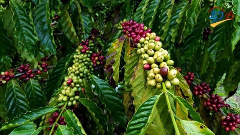  La région est connue également pour ses plantations de café