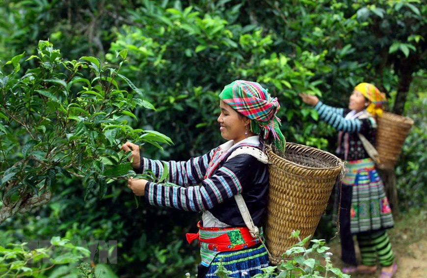 La récolte du thé Shan Tuyet à Ha Giang 