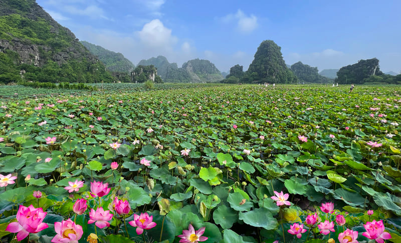 lotus Ninh Binh Hoa Lư