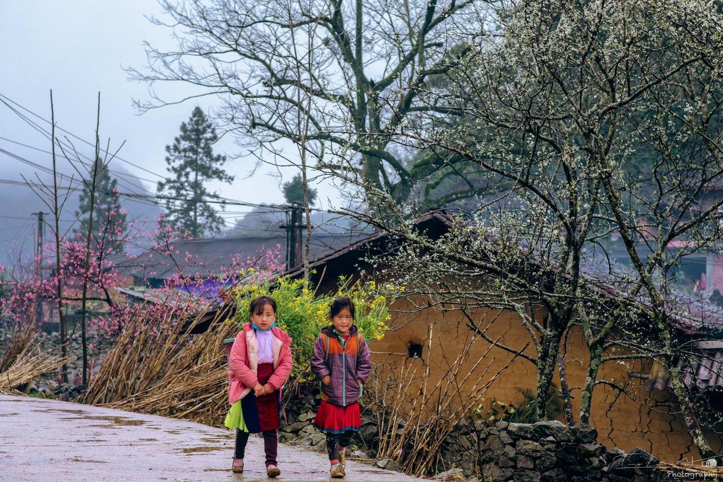 la floraison des fleurs de pêcher à Ha Giang