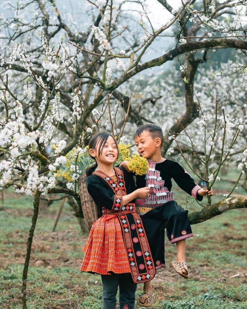 fleur de prunier à Moc Chau Vietnam au printemps