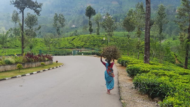 Une colline de thé au Sri Lanka