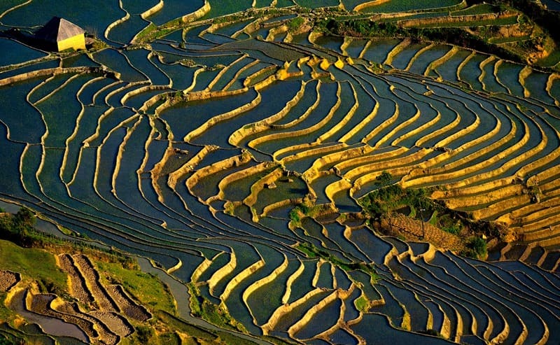 Nord Vietnam, saison de mise en eau, rizière en terrasse