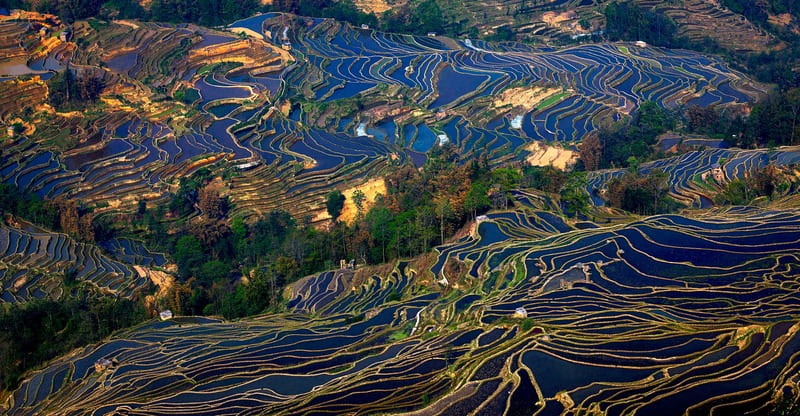 Nord Vietnam, saison de mise en eau, rizière en terrasse