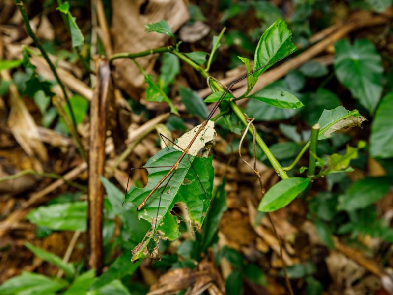 parc national de Cuc Phuong