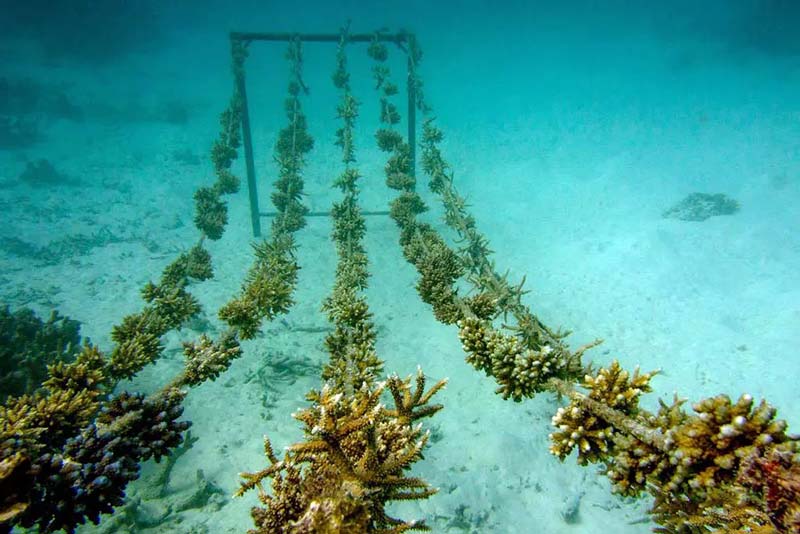 Coral Reef Restoration Projects in Surin Islands 