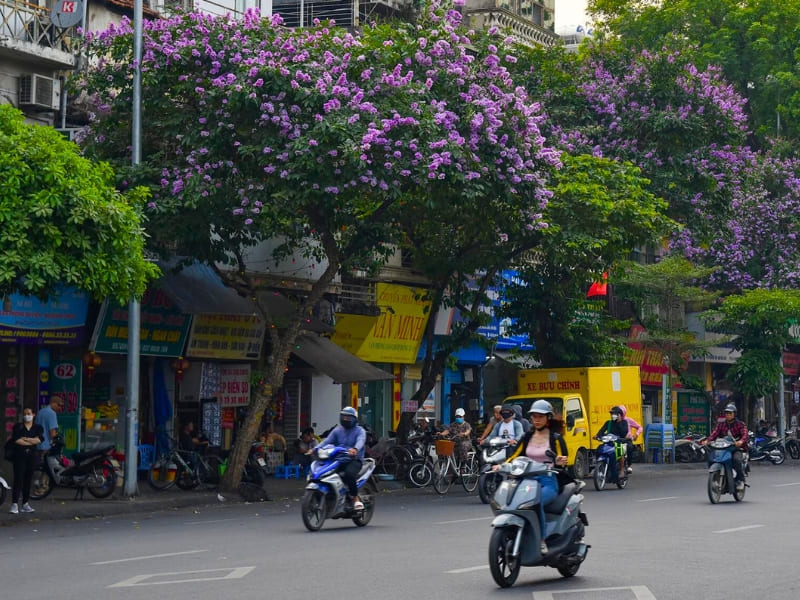 Hanoi, fleurs de Lagerstroemia