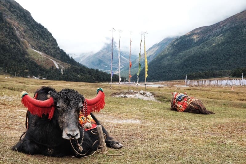 vache yak, Sikkim, Himalaya