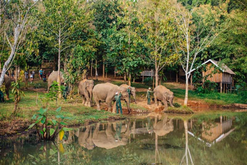 Centre de conservation des éléphants du Laos