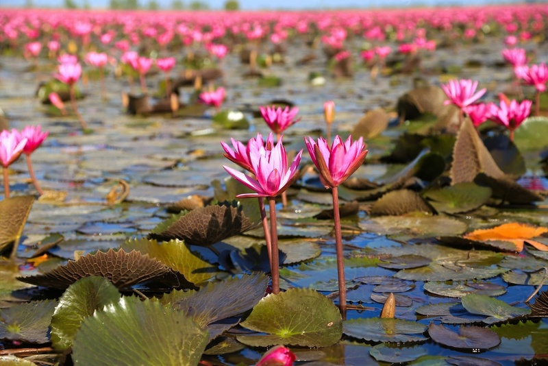 Thailande, Nakhon Sawan, Lotus rouge