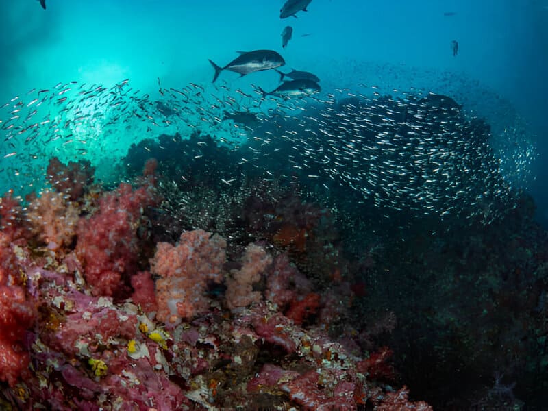 La biodiversité marine riche